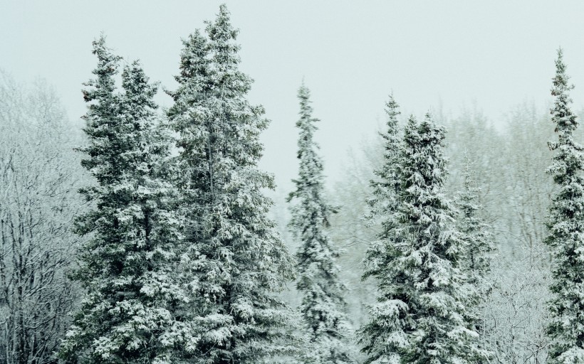 大雪覆盖的树木图片