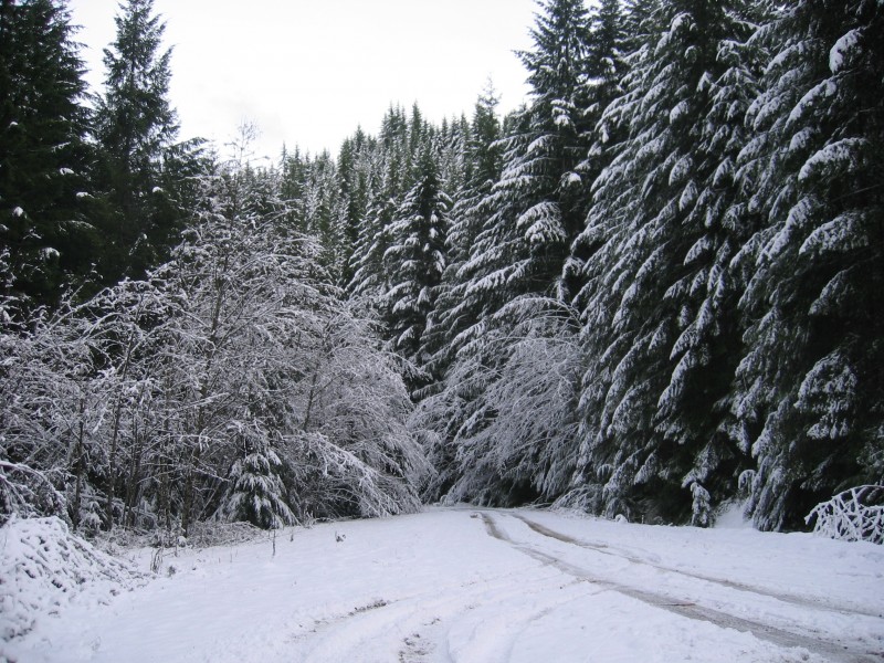 大雪覆蓋的樹木圖片