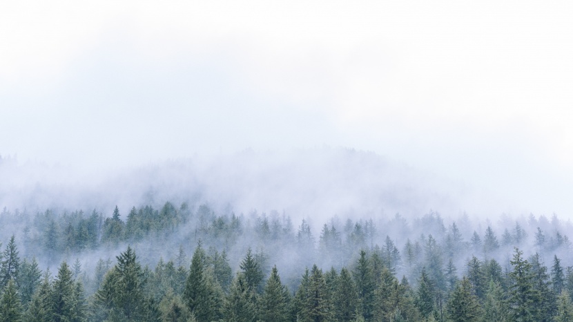 霧氣彌漫的自然風(fēng)景圖片