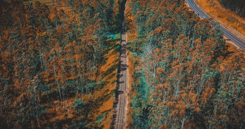 航拍秋天的树林图片