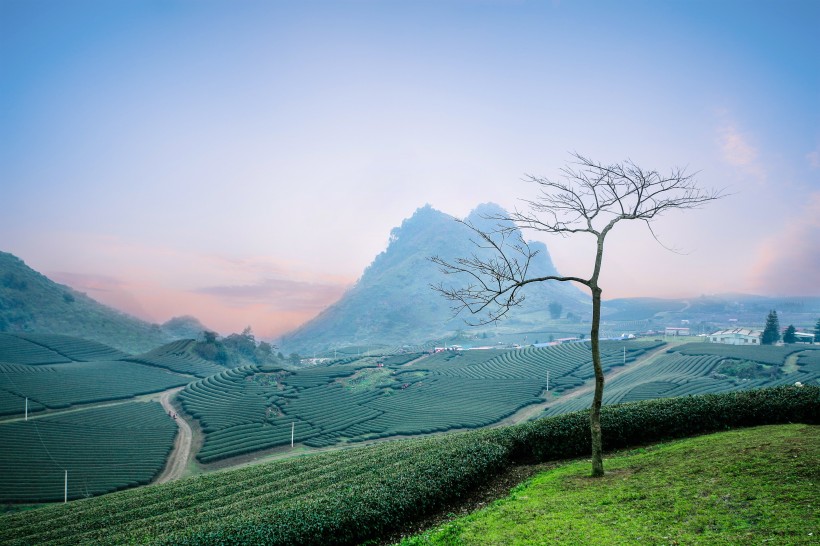 一望無際的綠色茶園風(fēng)景圖片