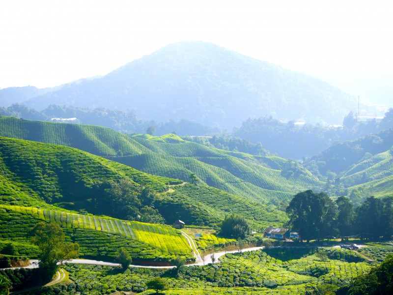 綠油油的茶園圖片