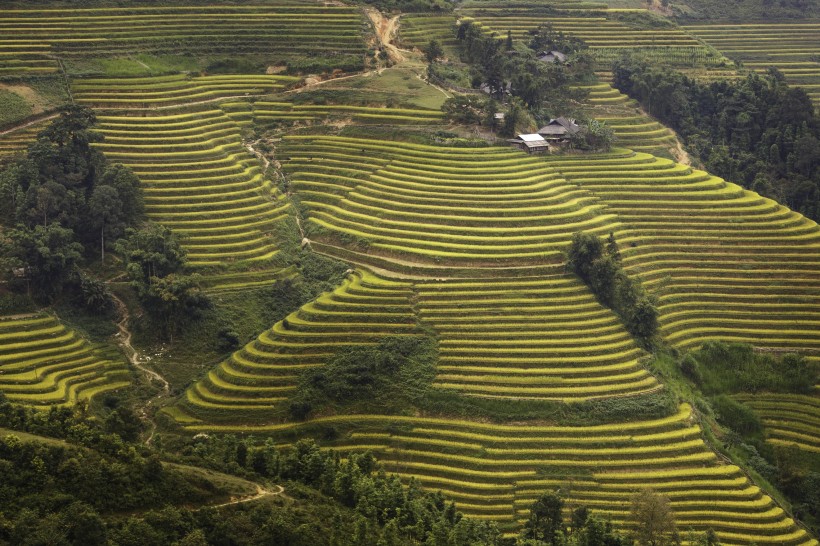 秋季乡村梯田风景图片