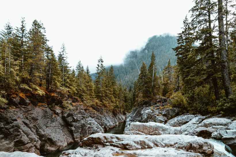 地球之肺綠色森林自然風景圖片