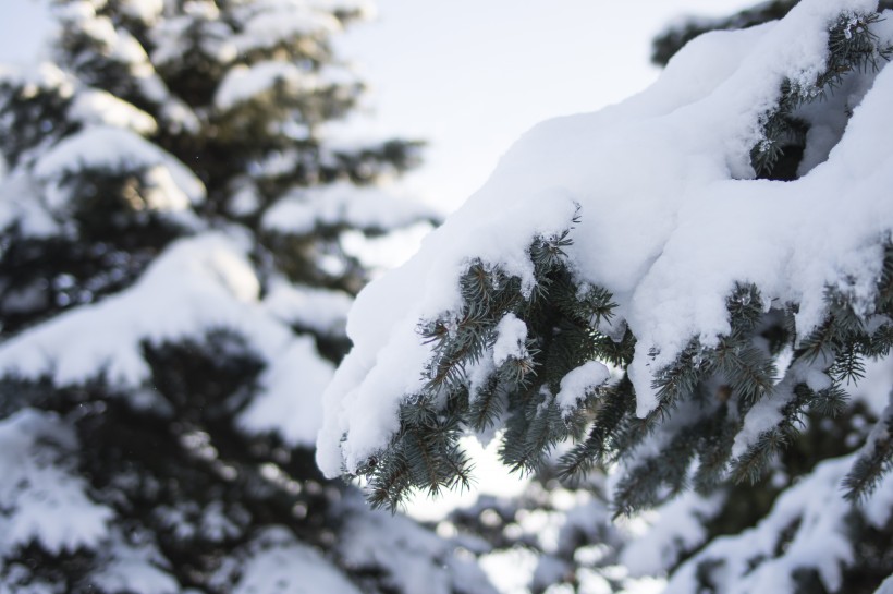 美麗的雪景圖片