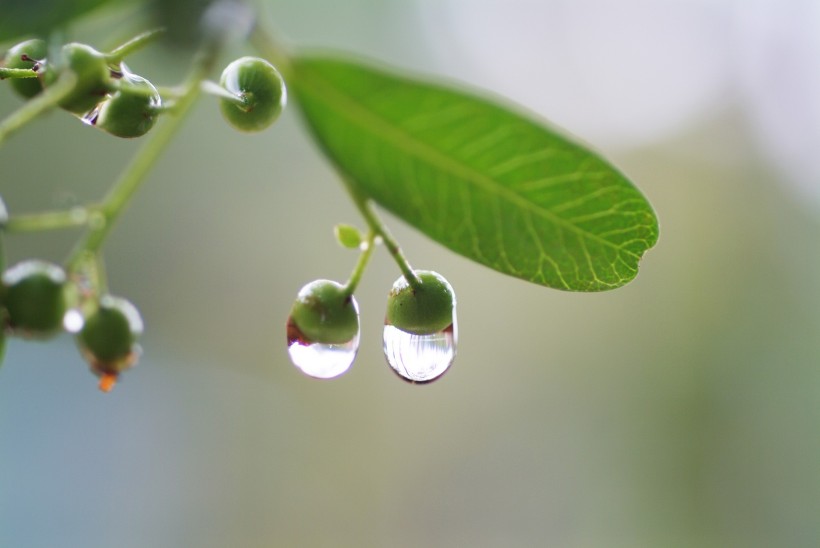 清新露水图片