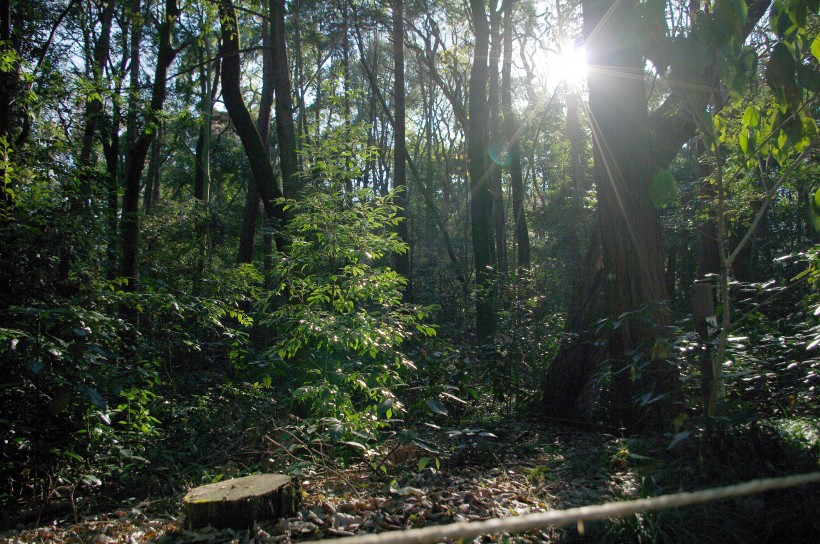 郁郁蔥蔥的綠色樹林風景圖片