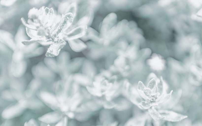 冬日唯美雪景图片