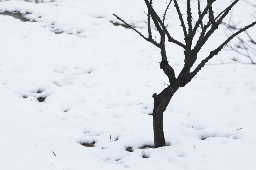 寒冷冬季雪景图片