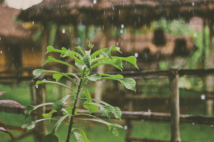 下雨天的雨滴圖片