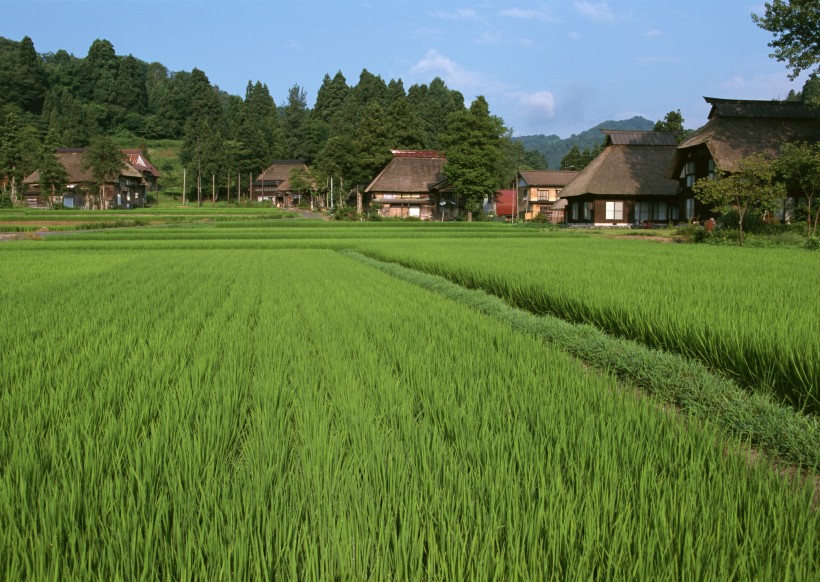 藍(lán)天白云麥田圖片