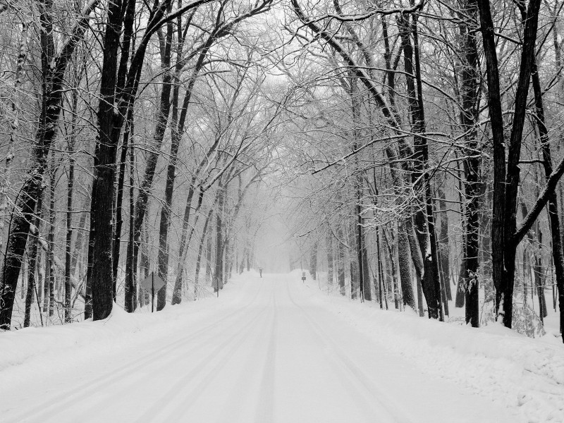 雪后的林间道路图片