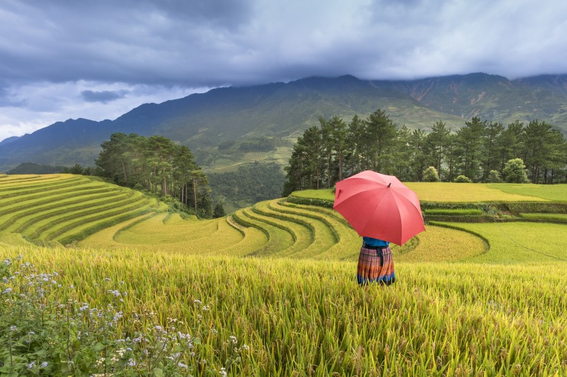 層疊的綠色梯田風(fēng)景圖片