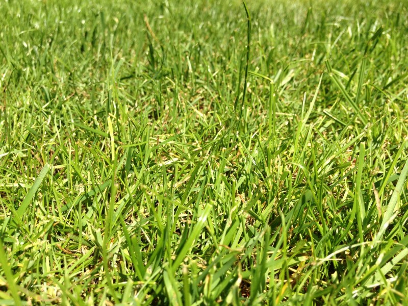 平坦的绿色草坪图片