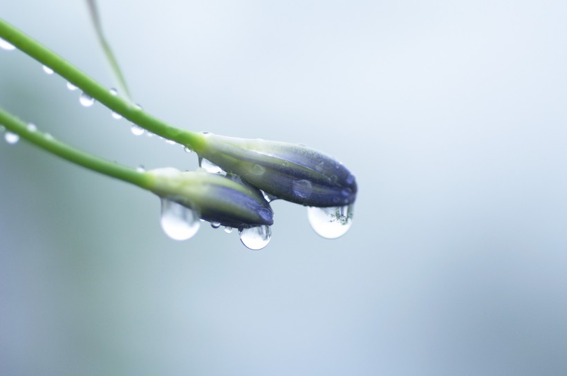 清新露水图片