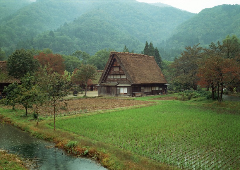 水稻稻田圖片