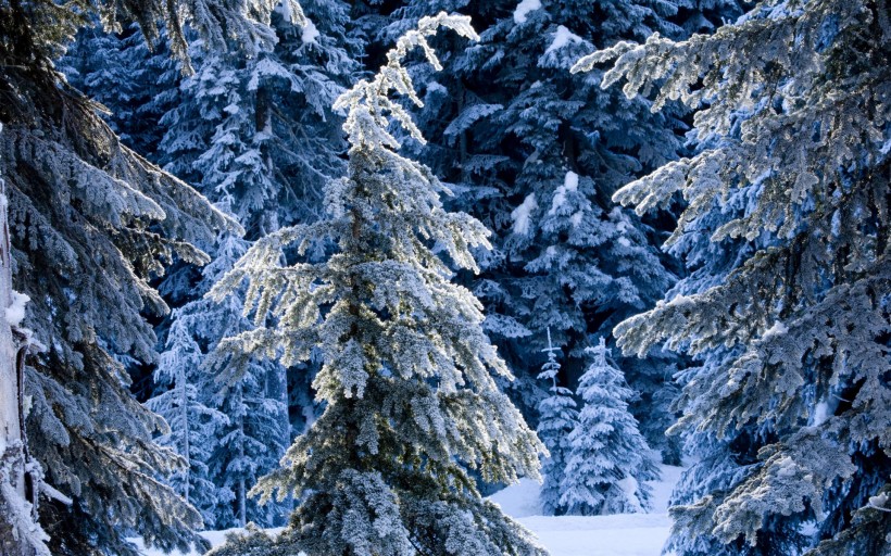 雪景图片