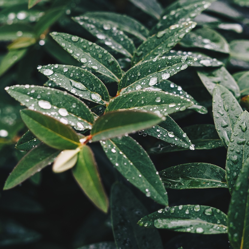 清晨的露水圖片