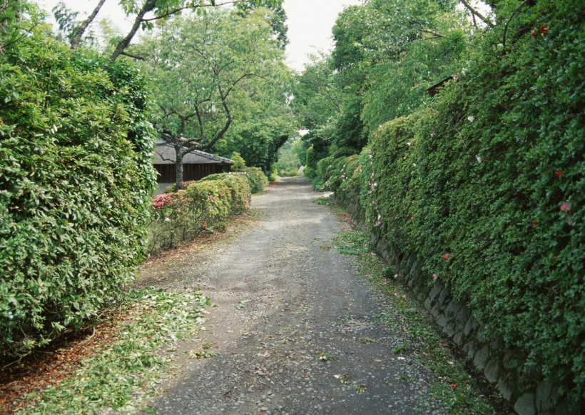 绿荫小路图片