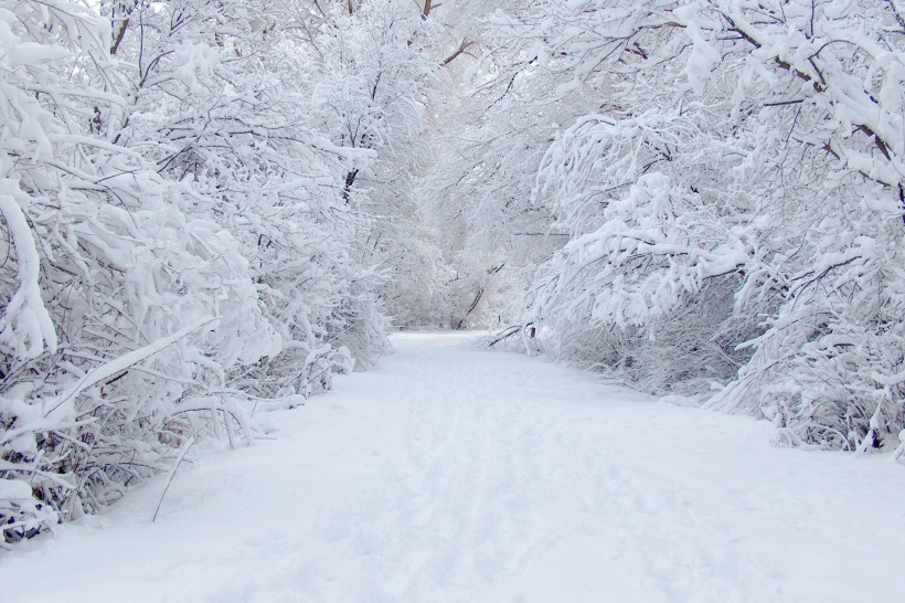 雪后的林间道路图片