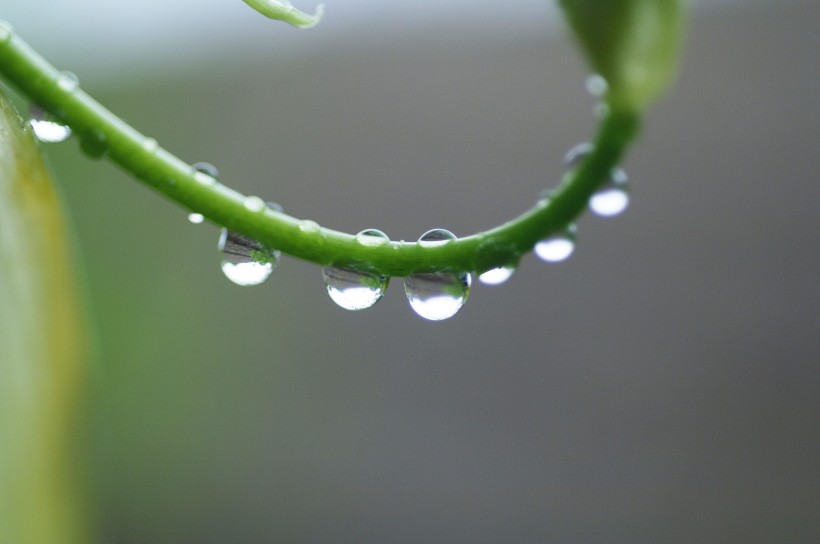 清新露水图片