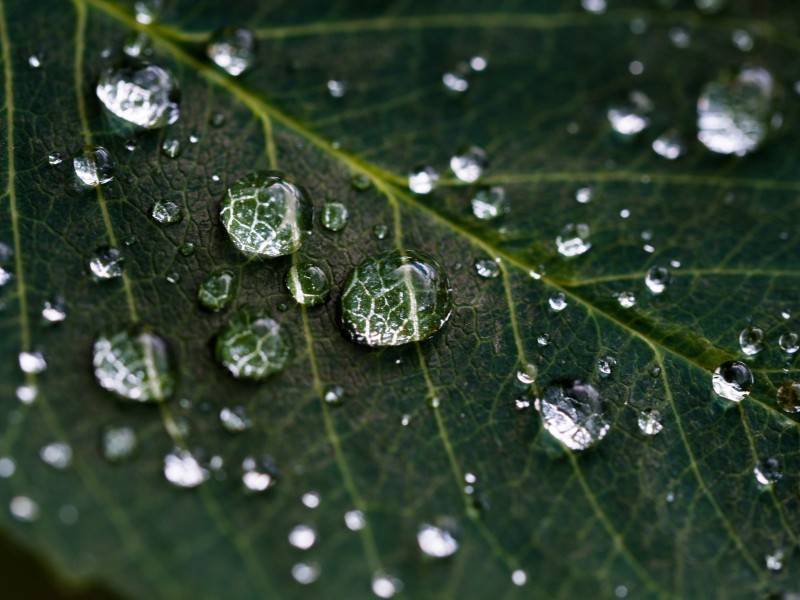 清晨的露水圖片