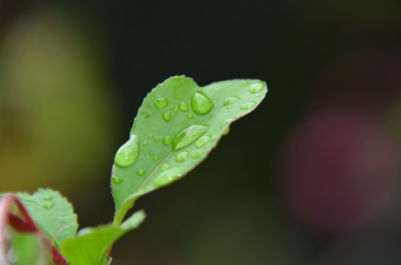 唯美清新的水珠图片