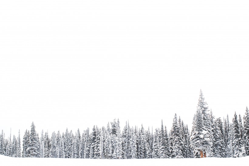 冬季白雪覆蓋的森林圖片