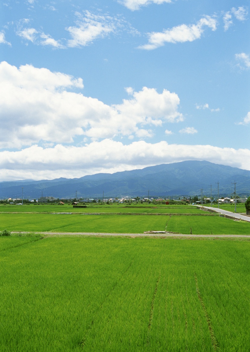 春天的田野圖片