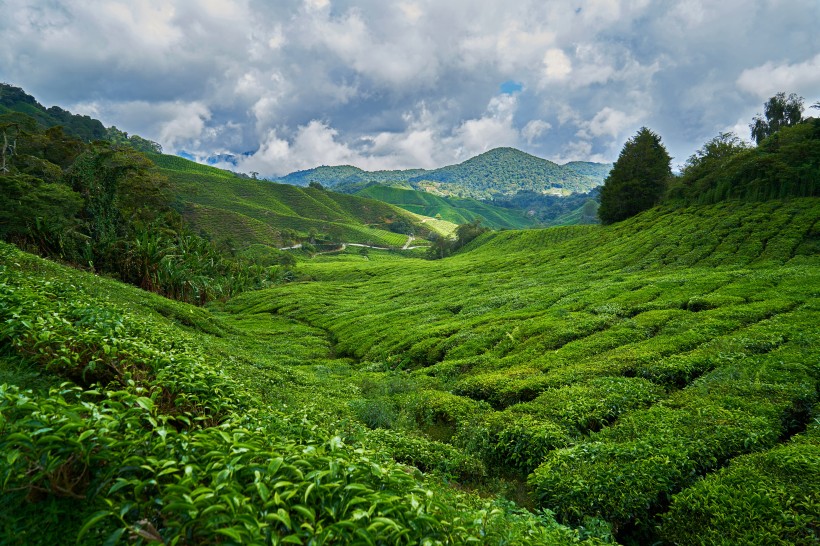 一望無際的綠色茶園風(fēng)景圖片