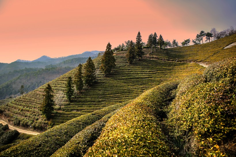 一望无际的绿色茶园风景图片