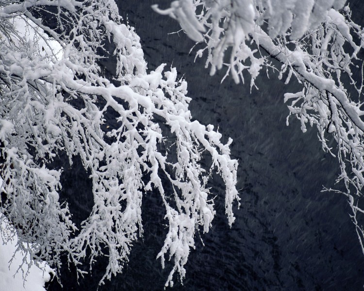 雪中樹木圖片