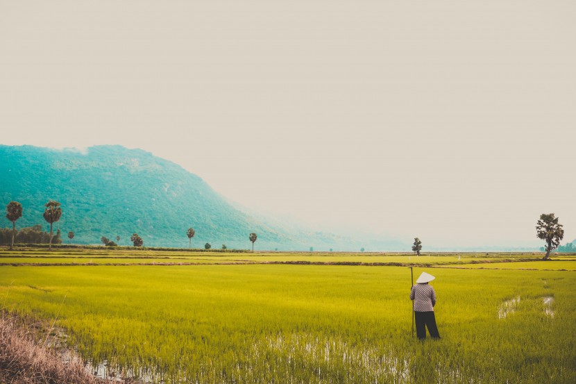 一望無際的農(nóng)田圖片