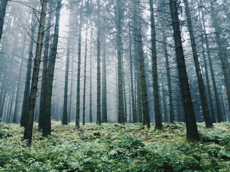 山間薄霧風(fēng)景圖片