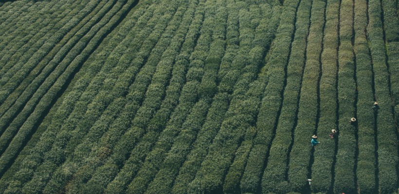 风景优美的茶园图片