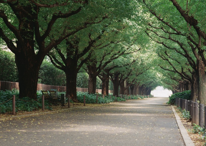 绿荫小路图片