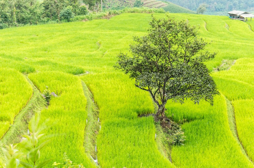 泰國清邁風(fēng)景圖片