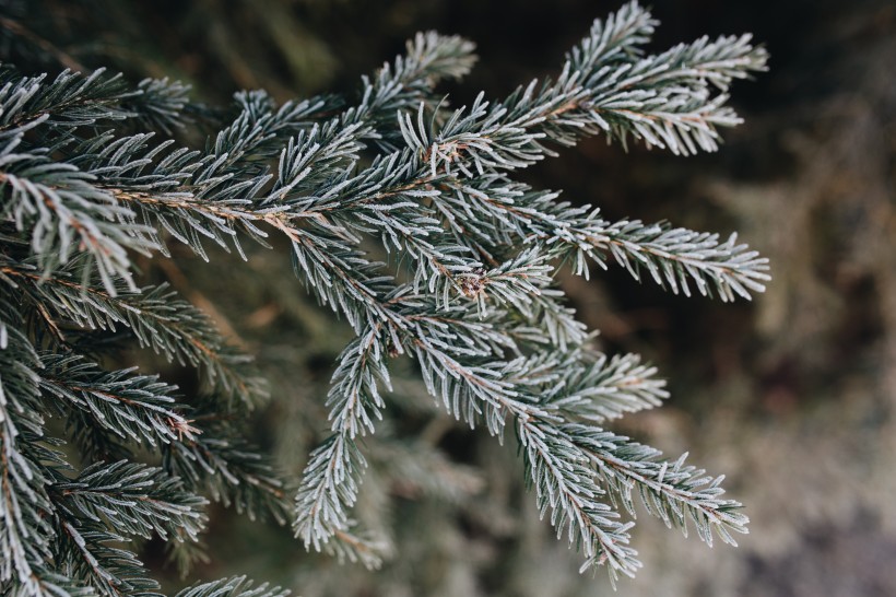 冰雪覆蓋的植物圖片