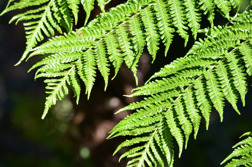 綠色蕨類植物圖片