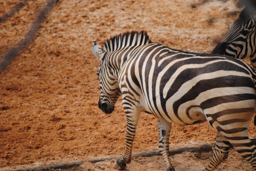 南非草原上俊俏的斑马图片