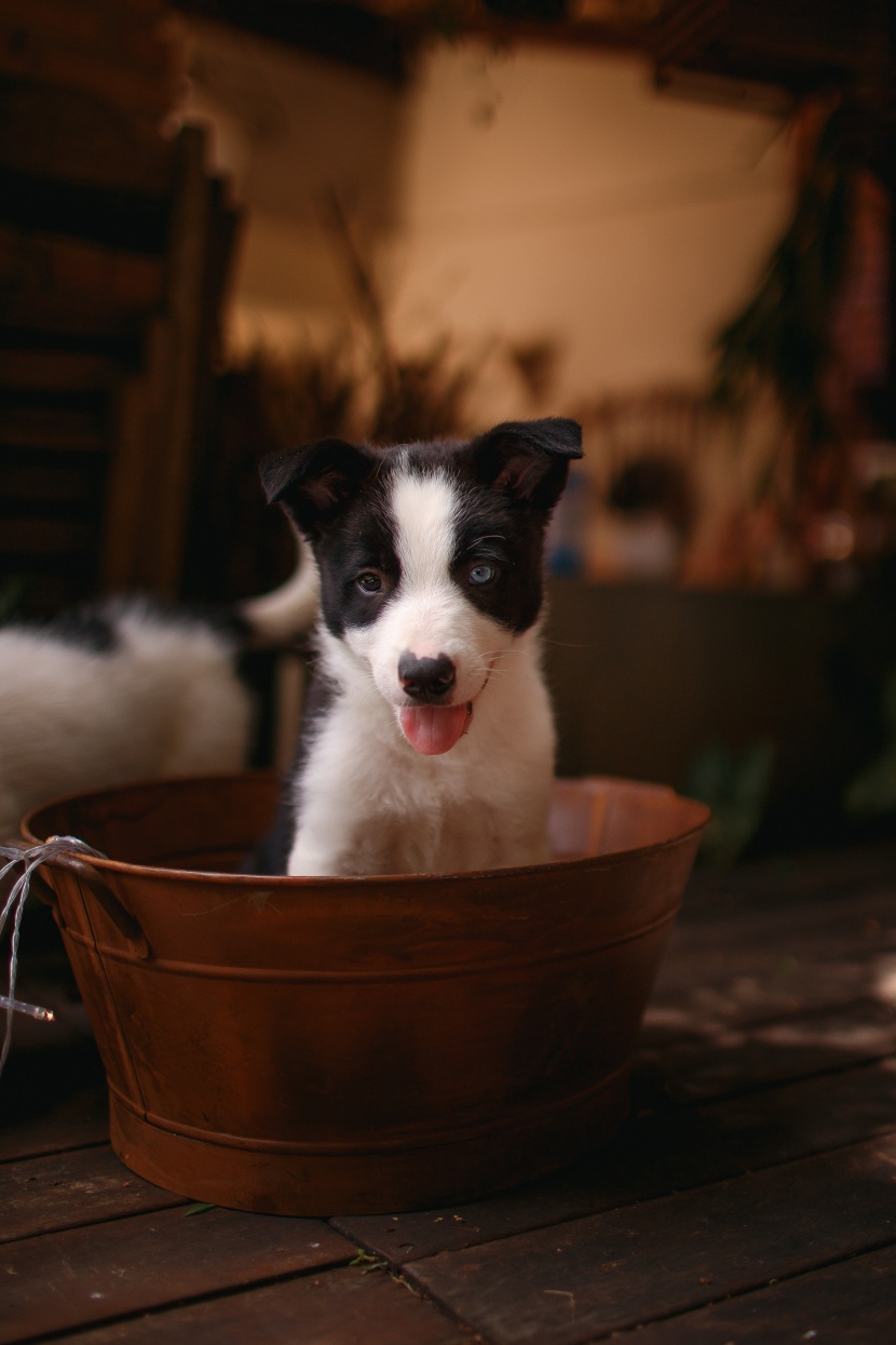 聪明敏锐的边境牧羊犬图片