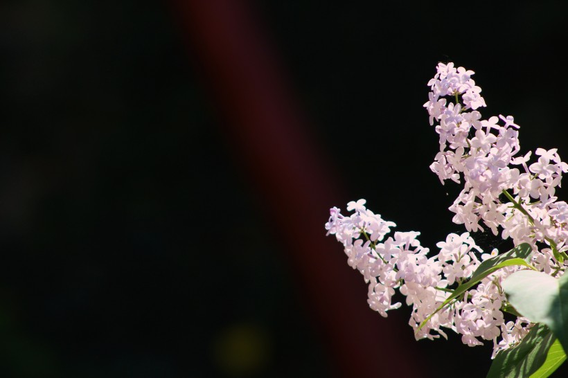 浓烈绽放的紫色丁香花图片