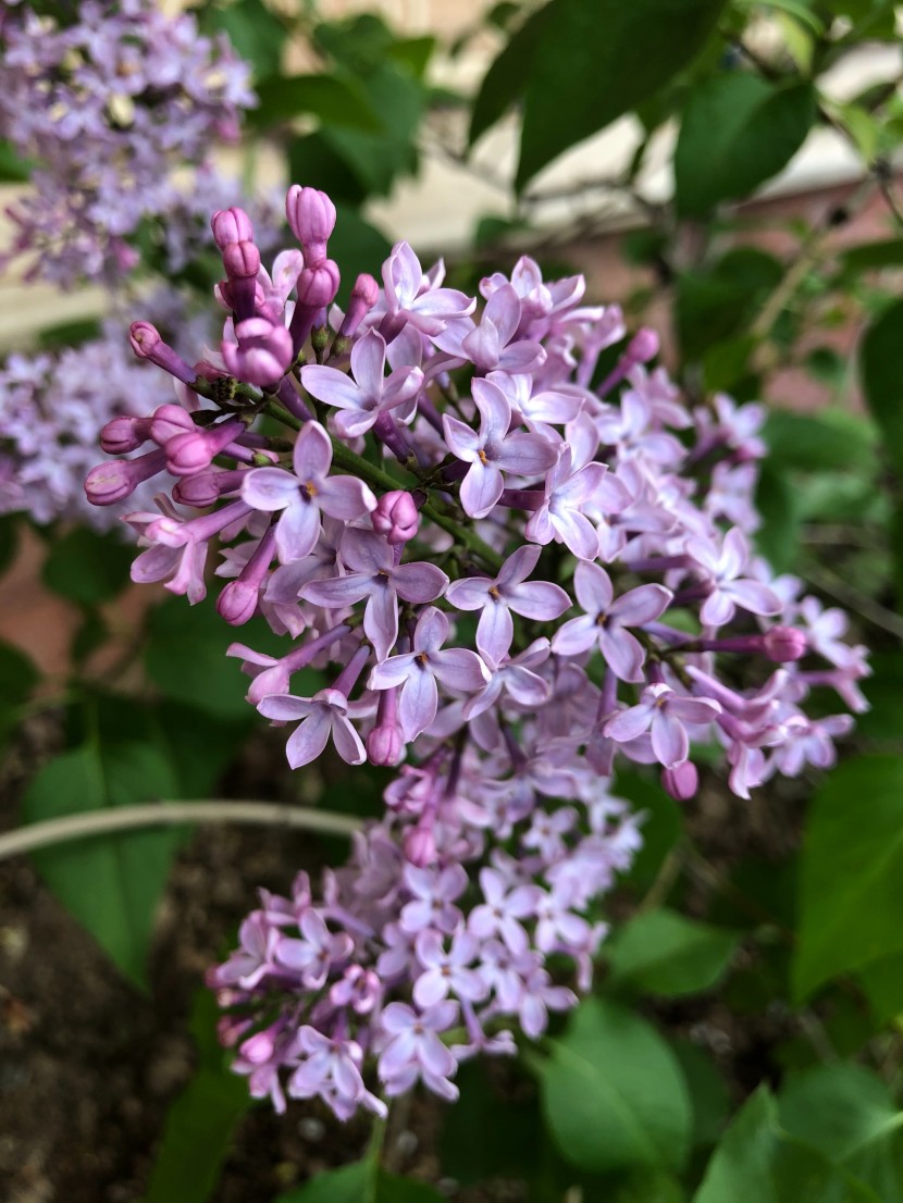 芳香宜人的丁香花图片