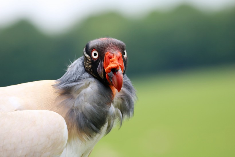 独特的美洲猛禽王鹫图片