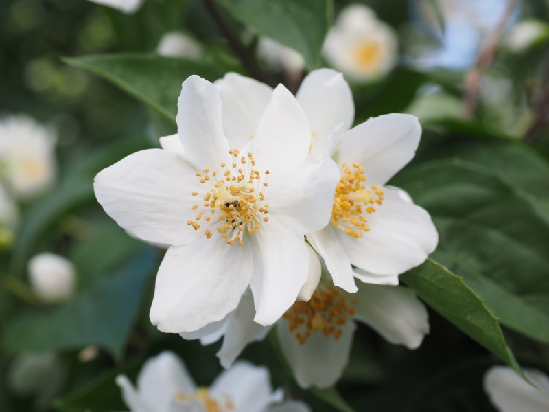 芳香洁白的茉莉花图片