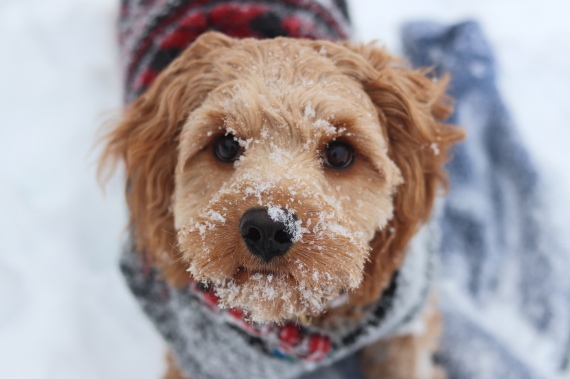 雪地撒欢的宠物狗图片