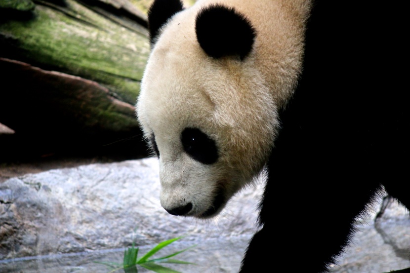 顽皮可爱的熊猫图片