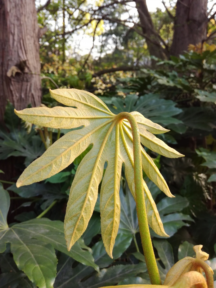 野外的植物圖片