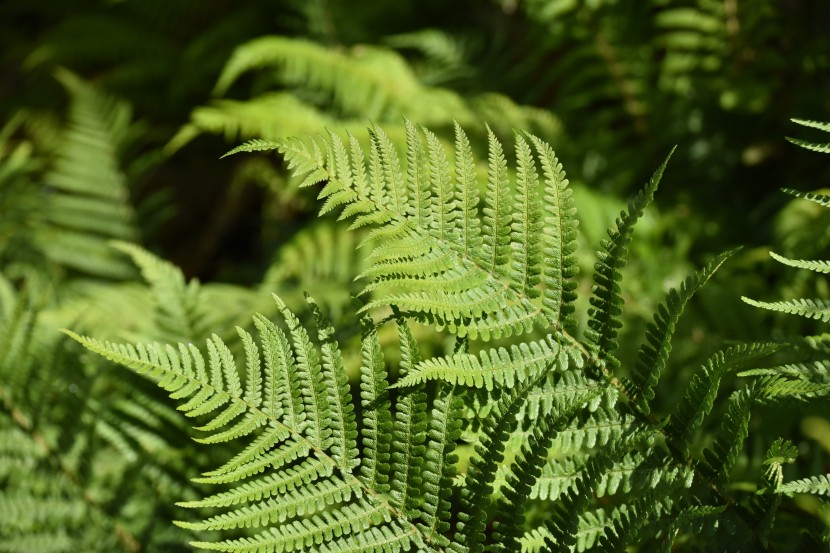 绿色蕨类植物图片