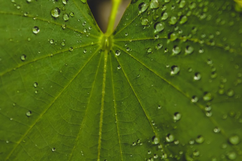 雨后的绿叶图片